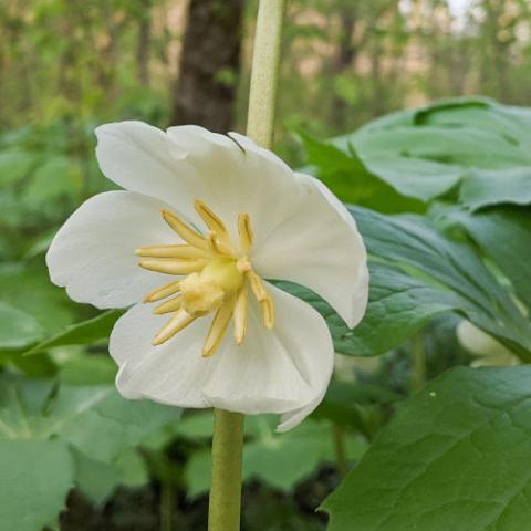 Podophyllum peltatum (Mayapple) flower