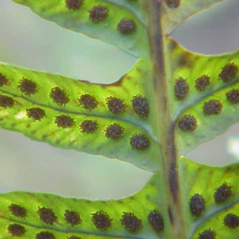 Polypodium vulgare (Common polypody) sorus/spores