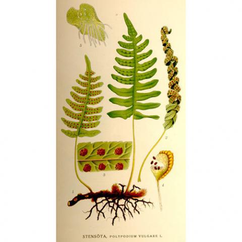 Polypodium vulgare (Common polypody) illustration