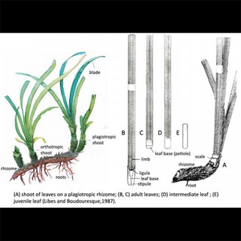 Posidonia oceanica (Neptune grass) illustration