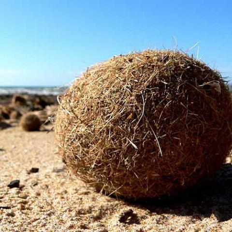 Posidonia oceanica (Neptune grass) Ball of fibrous material on shore