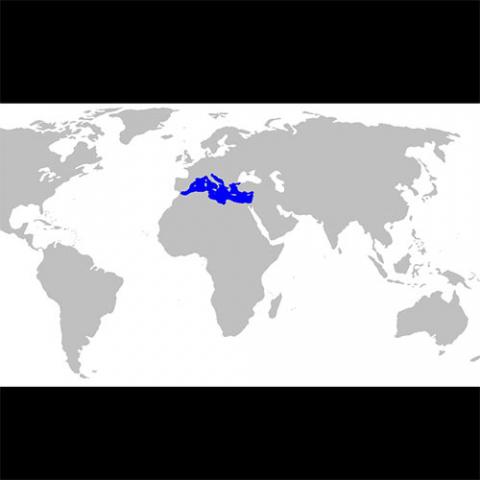Posidonia oceanica (Neptune grass) map/range