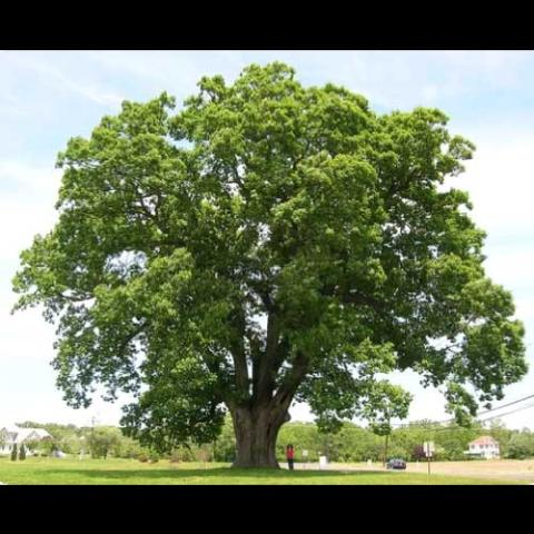 Quercus alba (White oak) tree