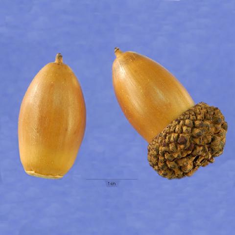 Quercus alba (White oak) acorns