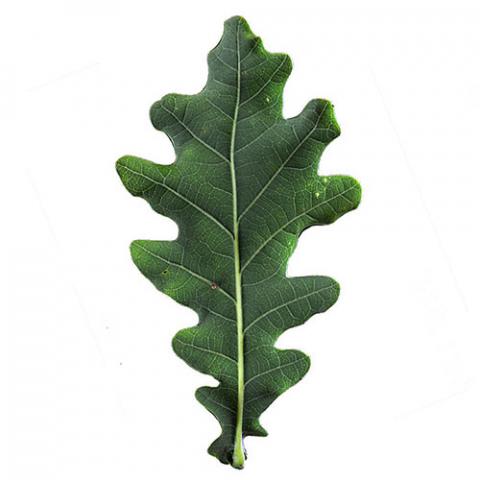 Quercus robur (Common oak) leaf