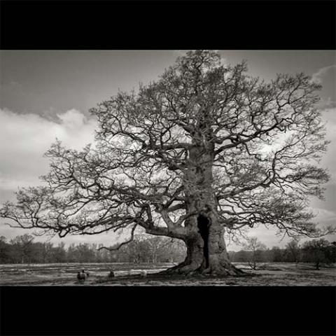 Quercus robur (Common oak) tree