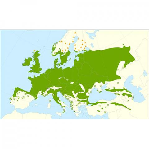 Quercus robur (Common oak) map