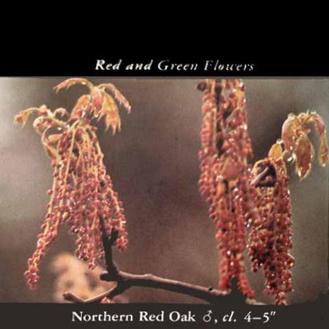 Quercus rubra (Northern red oak) male flowers
