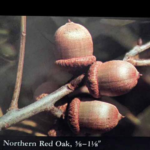 Quercus rubra (Northern red oak) acorns