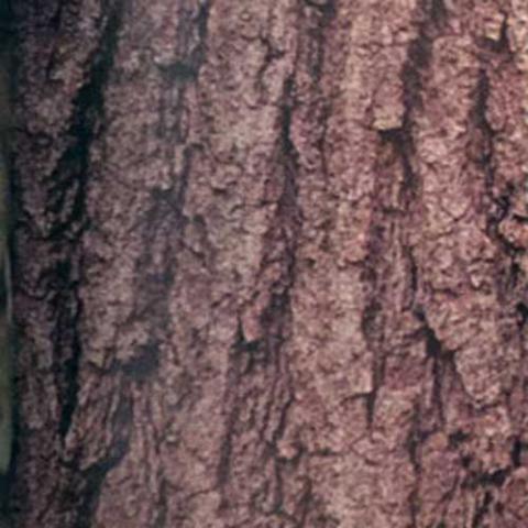 Quercus rubra (Northern red oak) bark