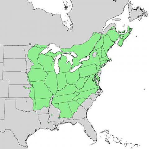 Quercus rubra (Northern red oak) map