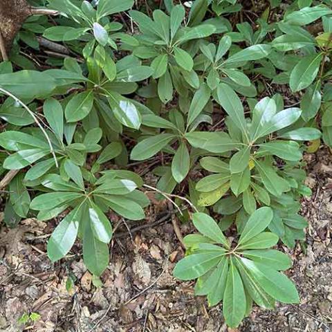 Rhododendron maximum (Rosebay rhododendron) leaves