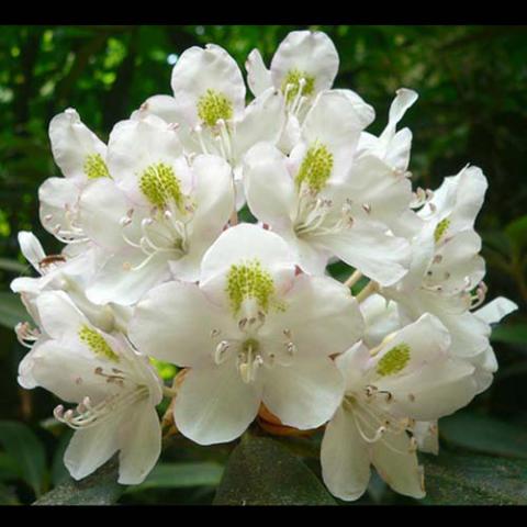 Rhododendron maximum (Rosebay rhododendron) flowers