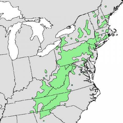 Rhododendron maximum (Rosebay rhododendron) map 