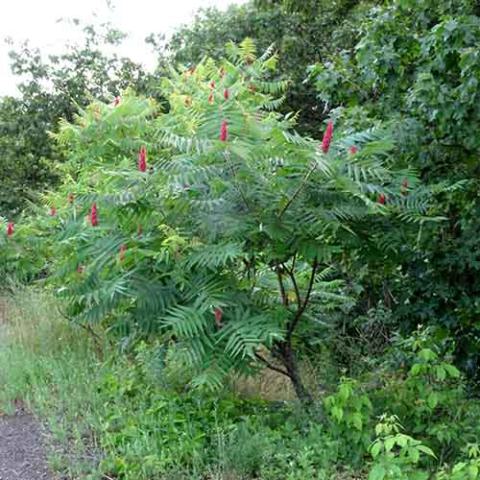 Rhus typhina (Staghorn sumac) tree