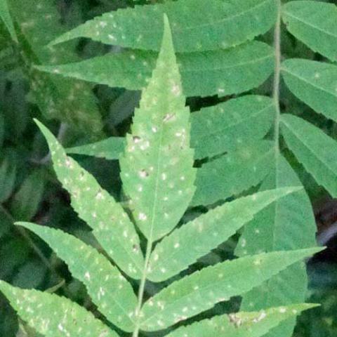 Rhus typhina (Staghorn sumac) leaves