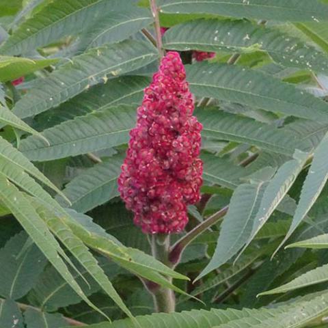 Rhus typhina (Staghorn sumac) fruit