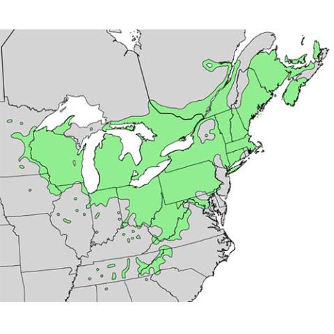 Rhus typhina (Staghorn sumac) map