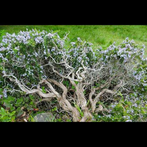 Salvia rosmarinus (Rosemary) mature plant