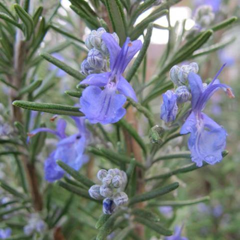 Salvia rosmarinus (Rosemary) flowers