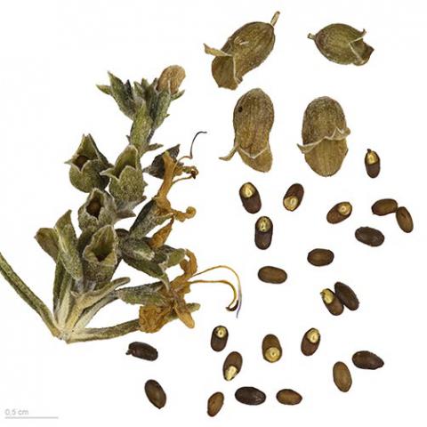Salvia rosmarinus (Rosemary) seeds