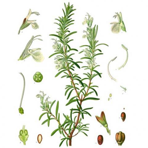 Salvia rosmarinus (Rosemary) illustration