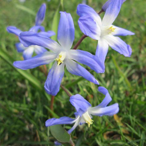 Scilla luciliae (Glory of the snow)