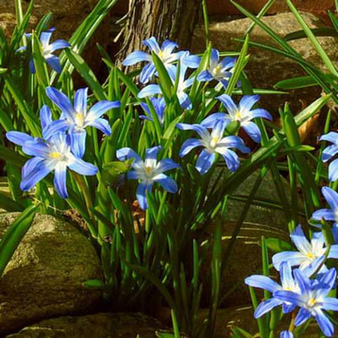 Scilla luciliae (Glory of the snow)