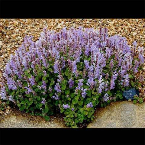 Scutellaria indica (Skullcap) plant
