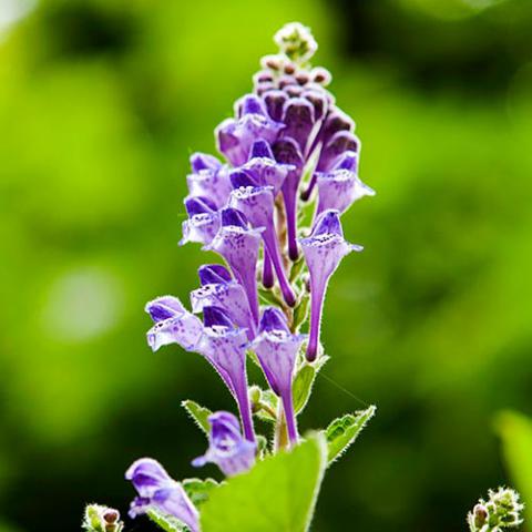 Scutellaria indica (Skullcap) flowers