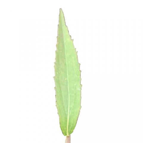 Solidago canadensis (Canada goldenrod) leaf