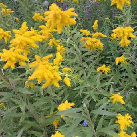 Solidago canadensis (Canada goldenrod) flowering plants