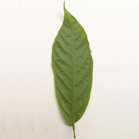 Theobroma cacao (Cacao tree) leaf