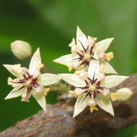 Theobroma cacao (Cacao tree) flowers