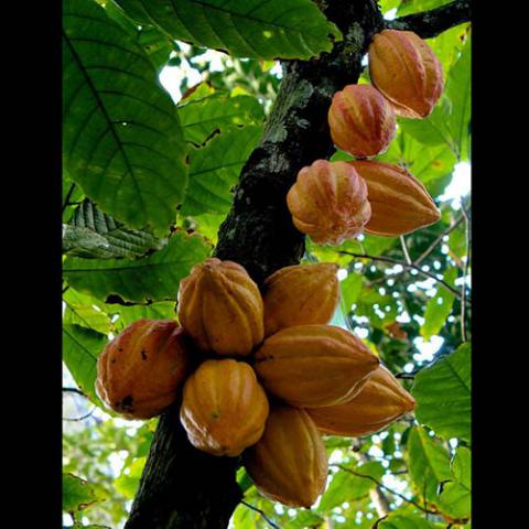 Theobroma cacao (Cacao tree) cacao