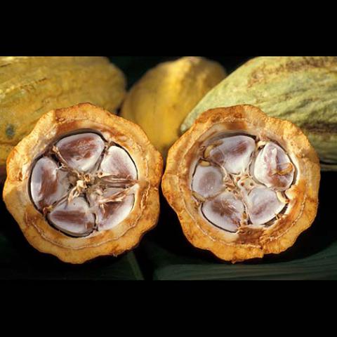 Theobroma cacao (Cacao tree) cacao seed in the fruit