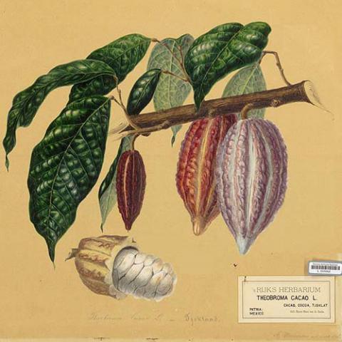 Theobroma cacao (Cacao tree) illustration