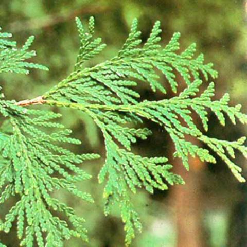 Thuja occidentalis (Eastern white cedar) leaves