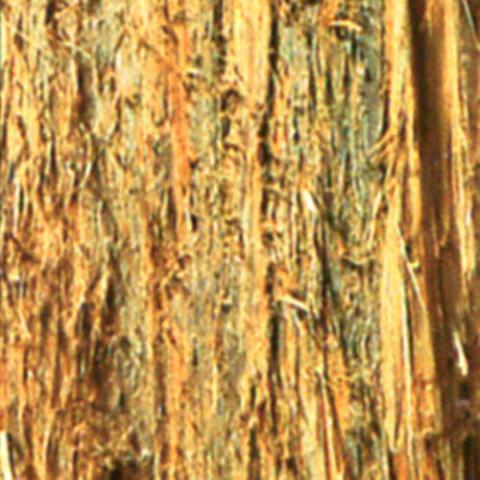 Thuja occidentalis (Eastern white cedar) bark