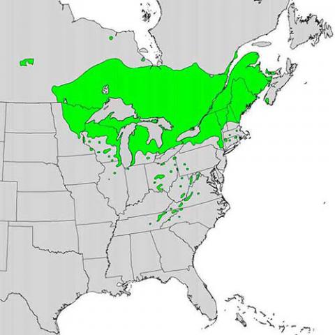 Thuja occidentalis (Eastern white cedar) map