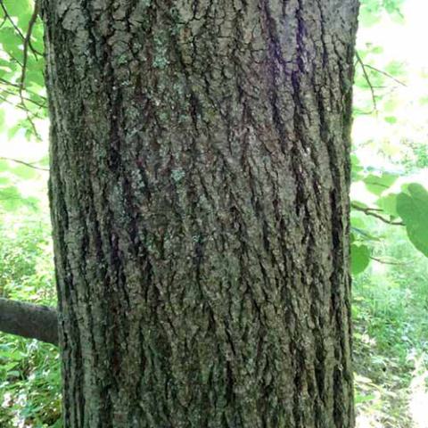 Tilia americana (American basswood) bark