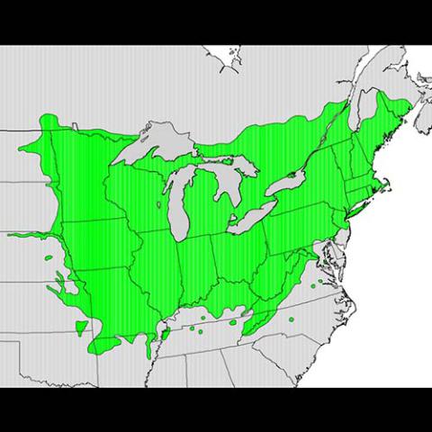 Tilia americana (American basswood) map