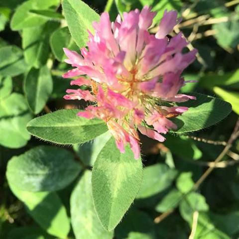 Trifolium pratense (Red clover) flower and leaves