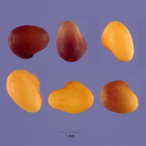Trifolium pratense (Red clover) seeds