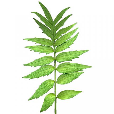 Valeriana officinalis (Valerian) leaves