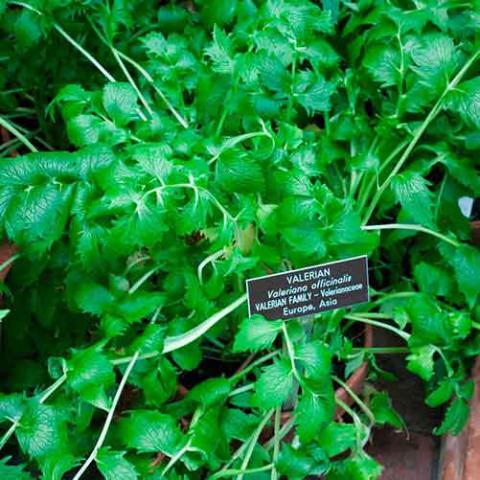 Valeriana officinalis (Valerian) plant
