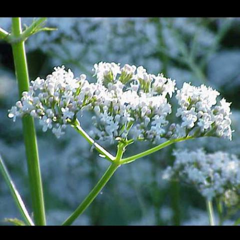 Valeriana officinalis (Valerian) flowers