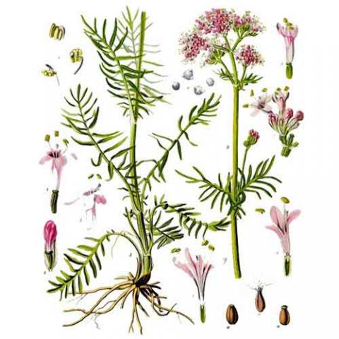 Valeriana officinalis (Valerian) illustration