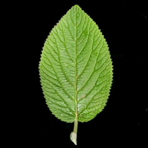 Viburnum lantana (Wayfaring tree) leaf