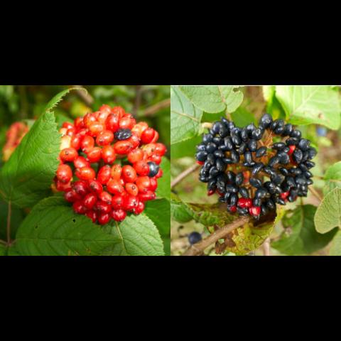 Viburnum lantana (Wayfaring tree) unripe-red & ripe-black fruit
